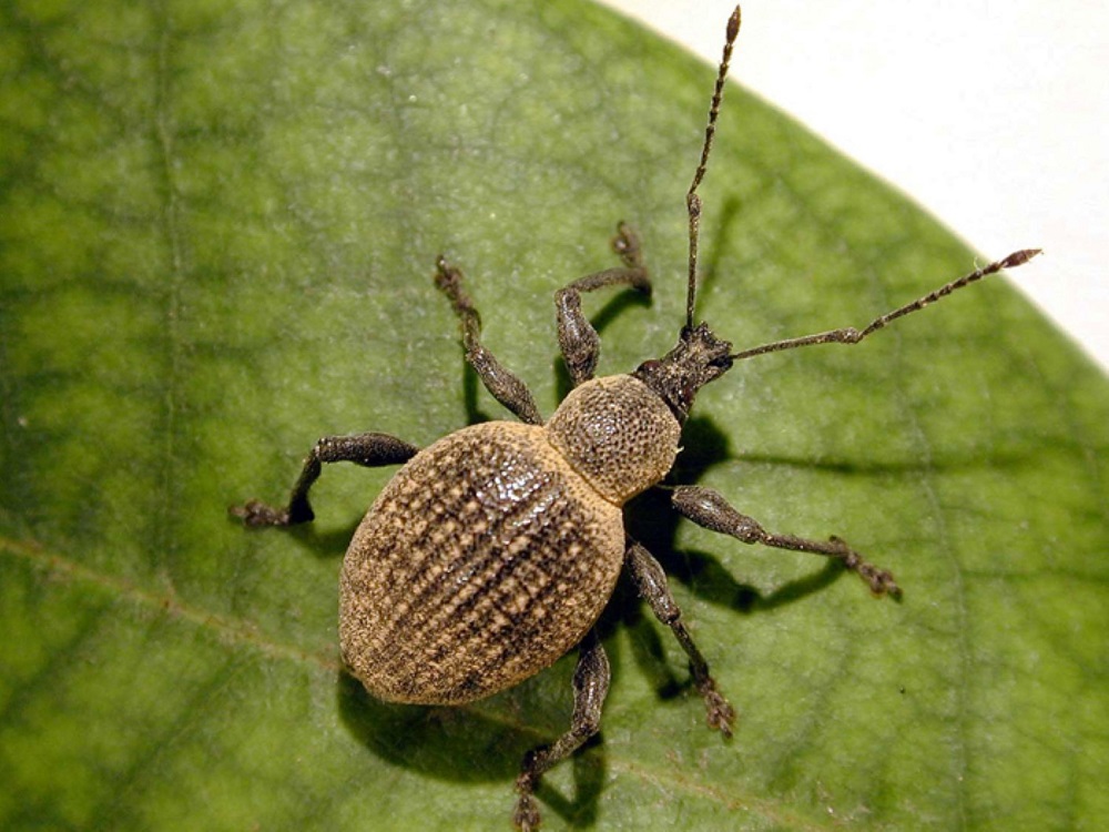 How to Control Black Vine Weevils