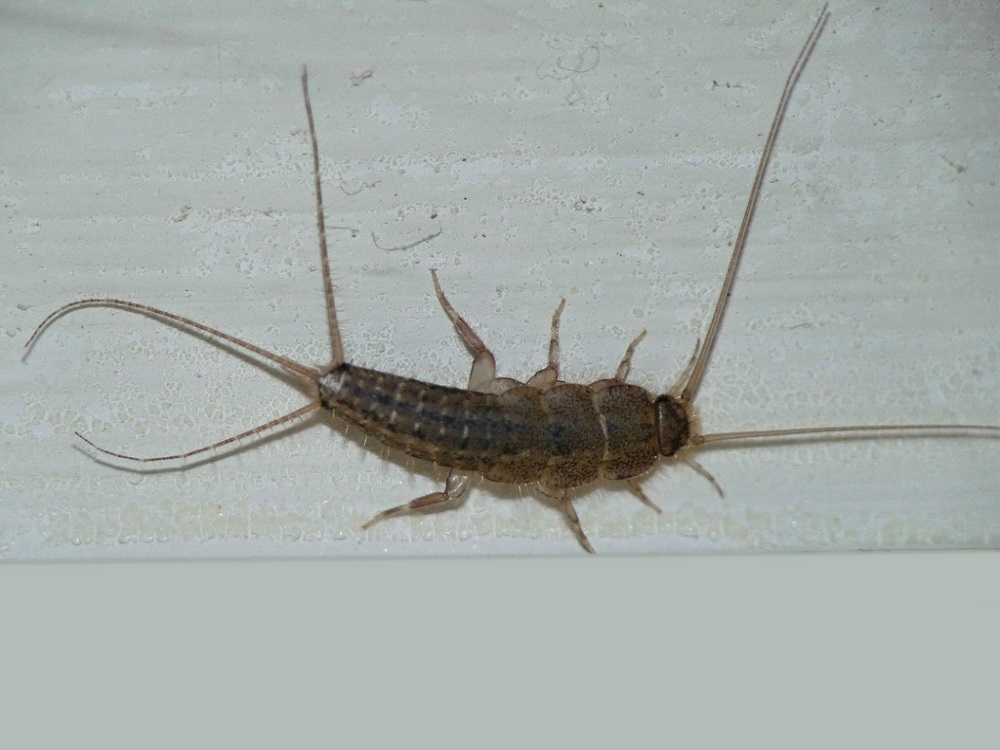 pest and fumigation service